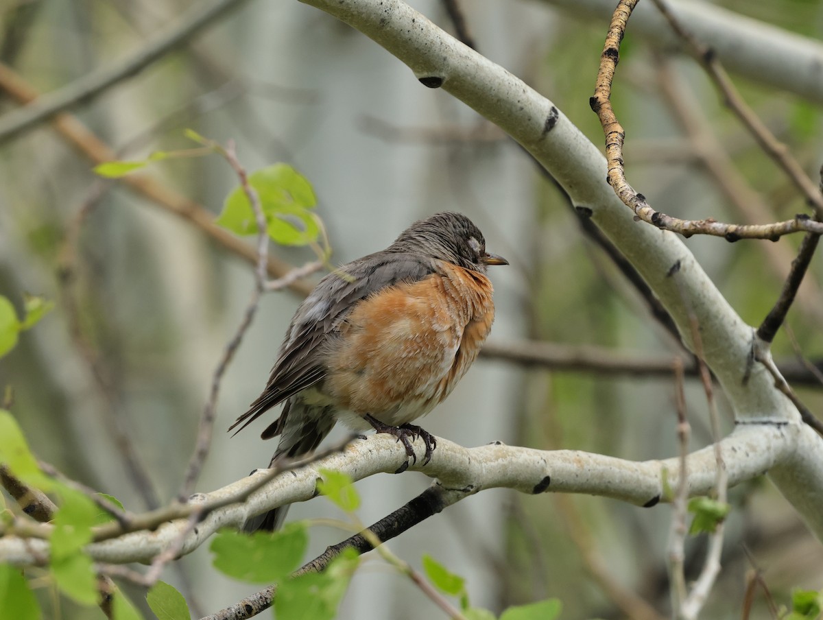 American Robin - Chris Gilbert