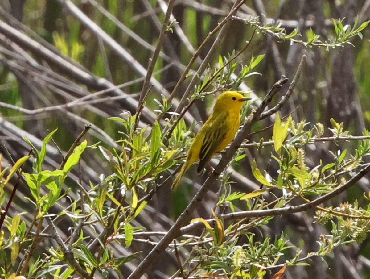 Yellow Warbler - Chris Gilbert