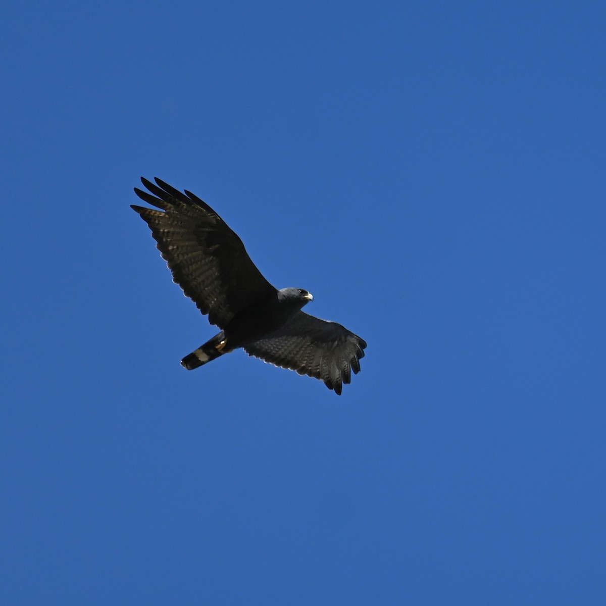 Zone-tailed Hawk - Ronnie Reed