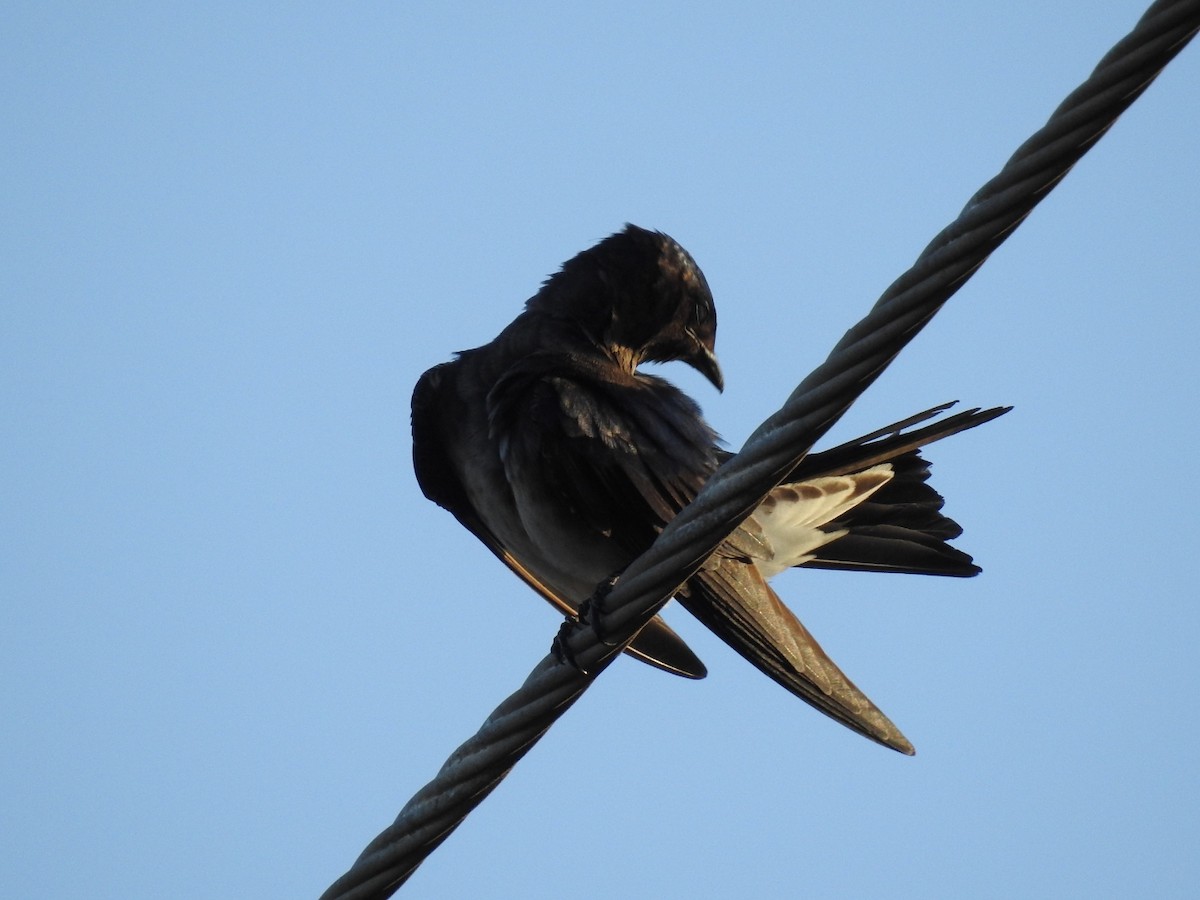 Cuban Martin - ML619551335