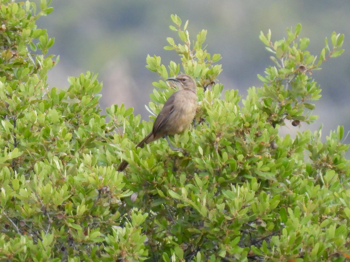 California Thrasher - ML619551336