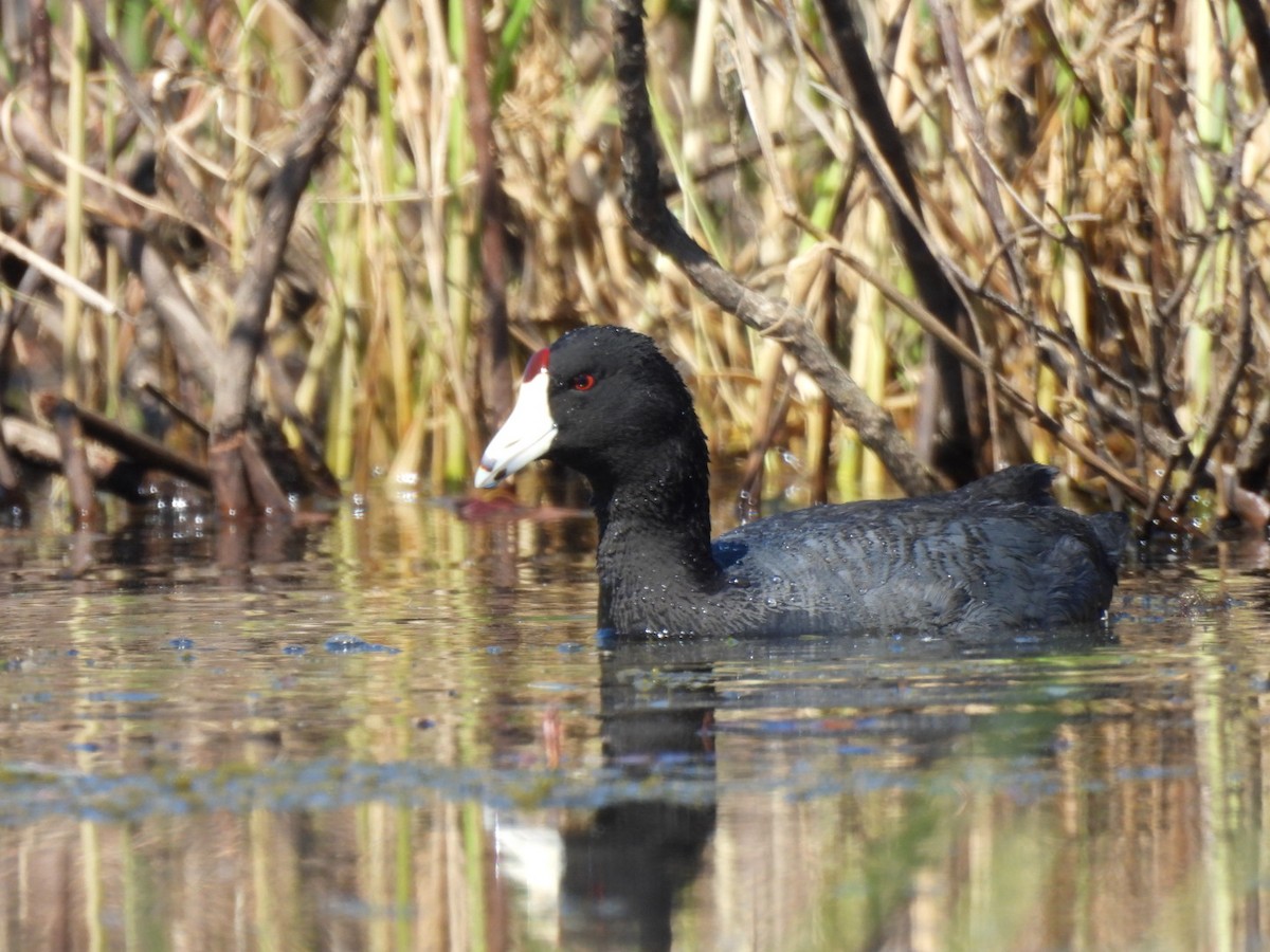 American Coot - william gray