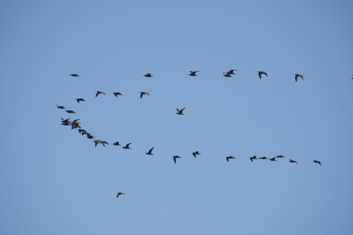 Whimbrel - Jerry Horak