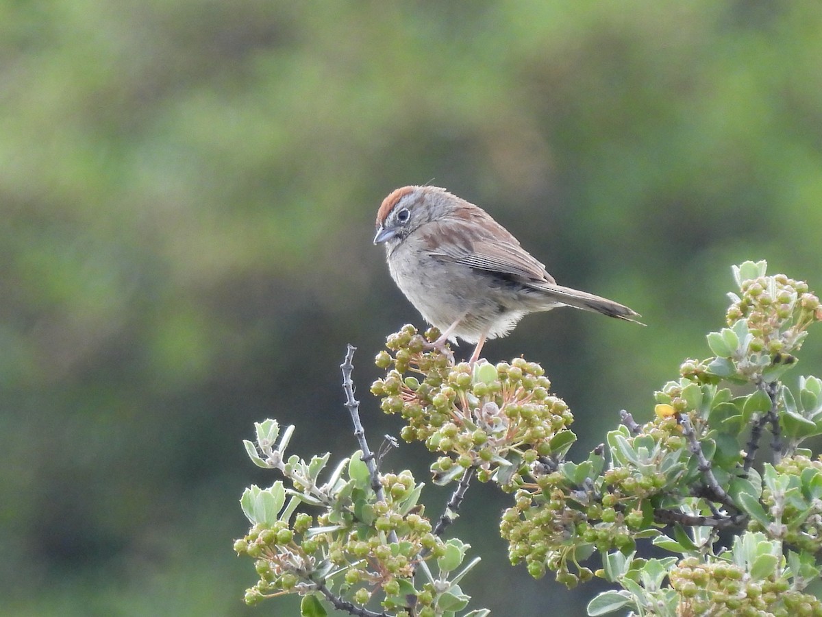 Rufous-crowned Sparrow - Martha Wild