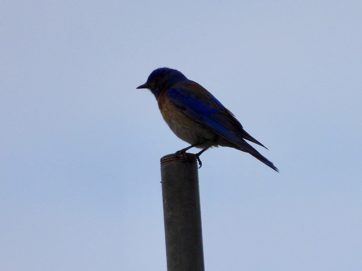 Western Bluebird - ML619551348