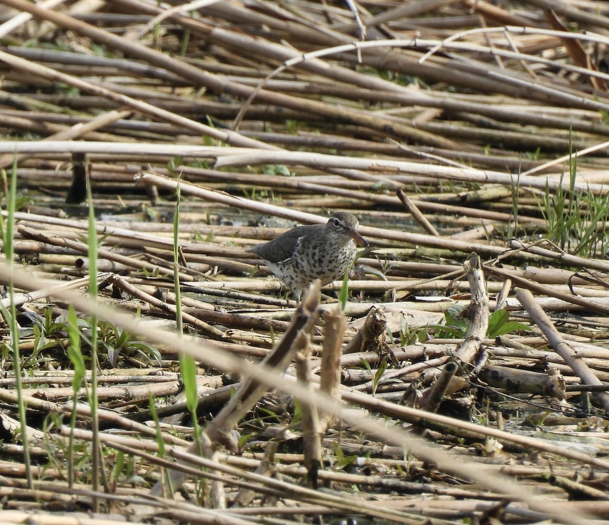 Spotted Sandpiper - Anita M Granger