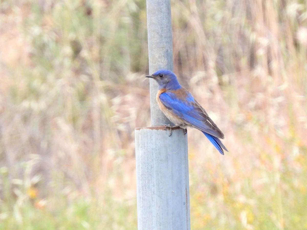 Western Bluebird - Martha Wild