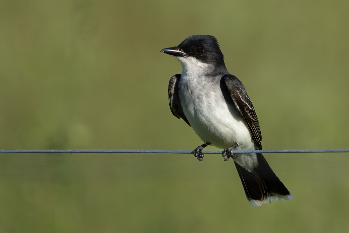 Eastern Kingbird - Timothy Flynn