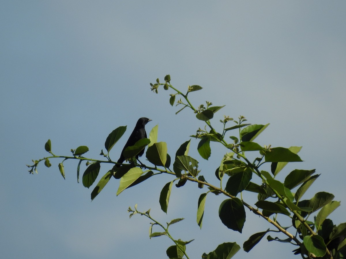 Tawny-shouldered Blackbird - Nicolás Díaz Pérez