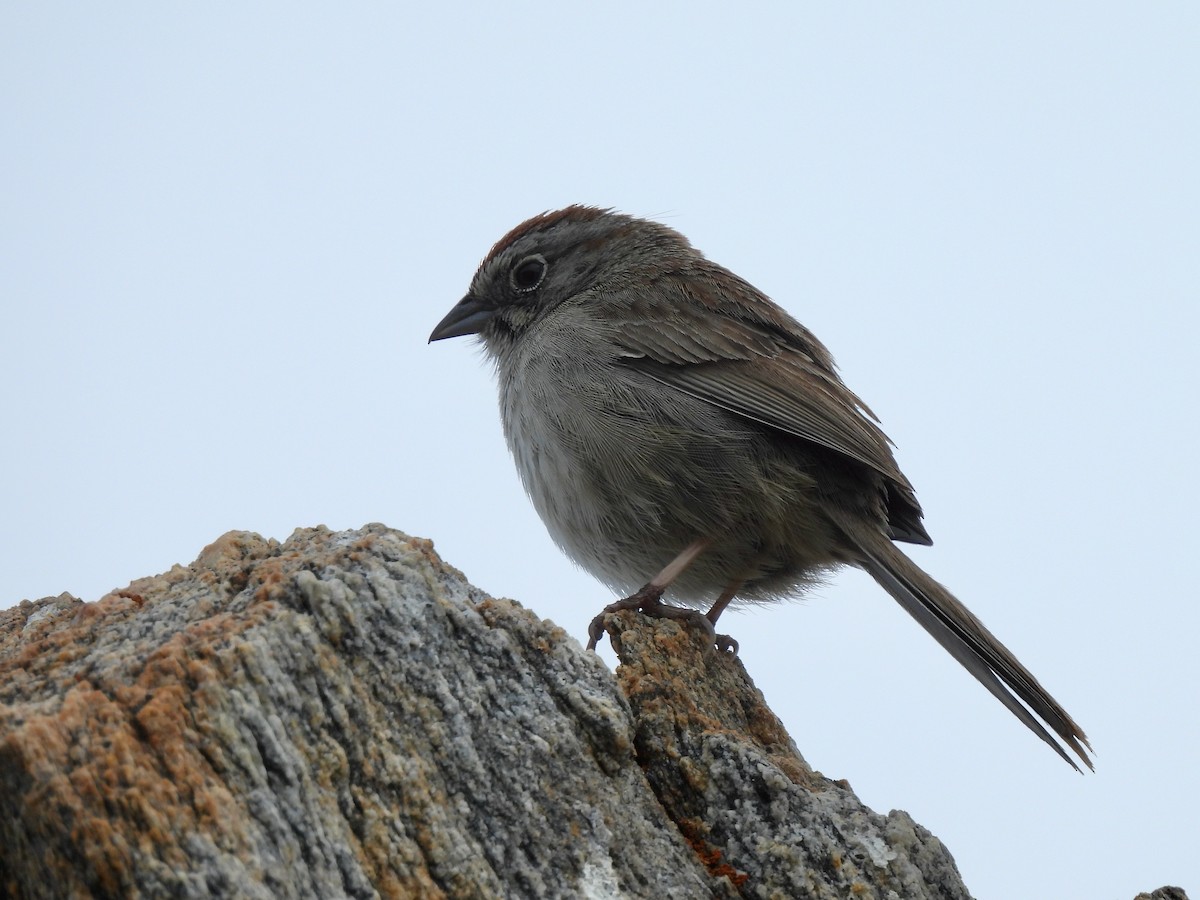Rufous-crowned Sparrow - Martha Wild
