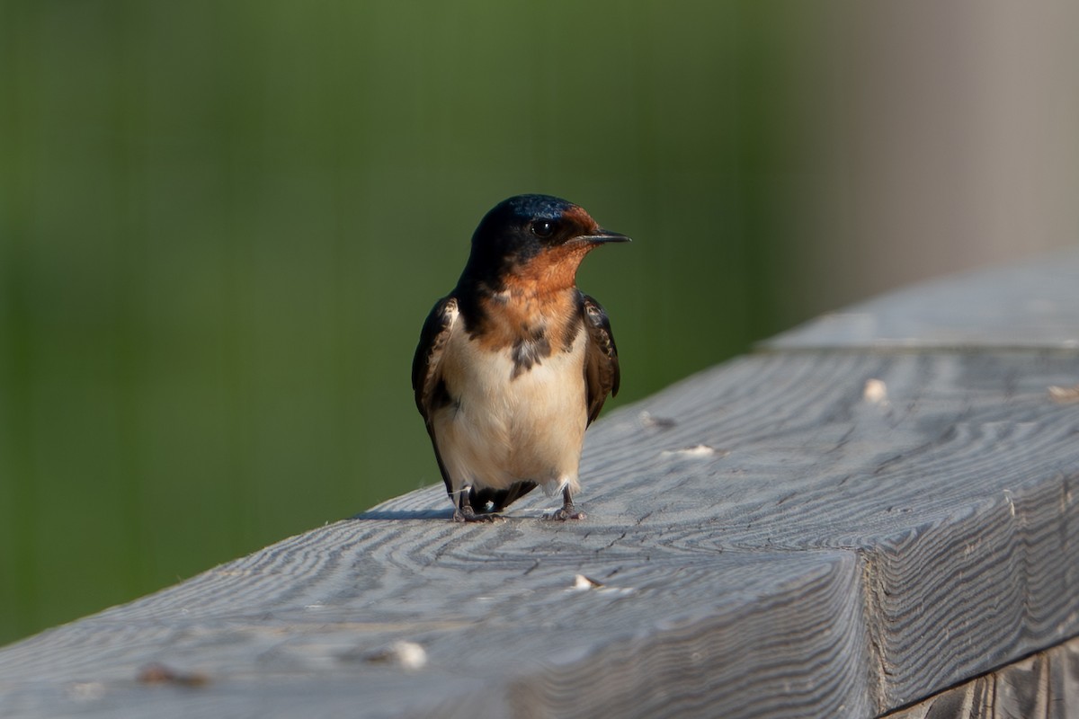 Barn Swallow - Timothy Flynn