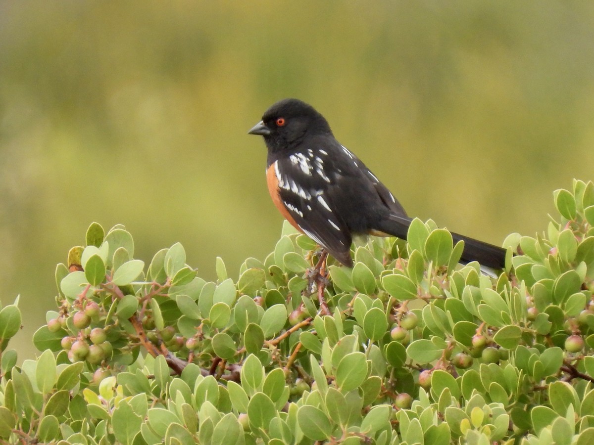 Spotted Towhee - Martha Wild