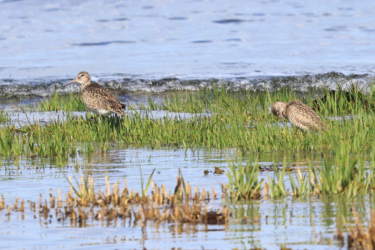 Willet - Betsy Staples