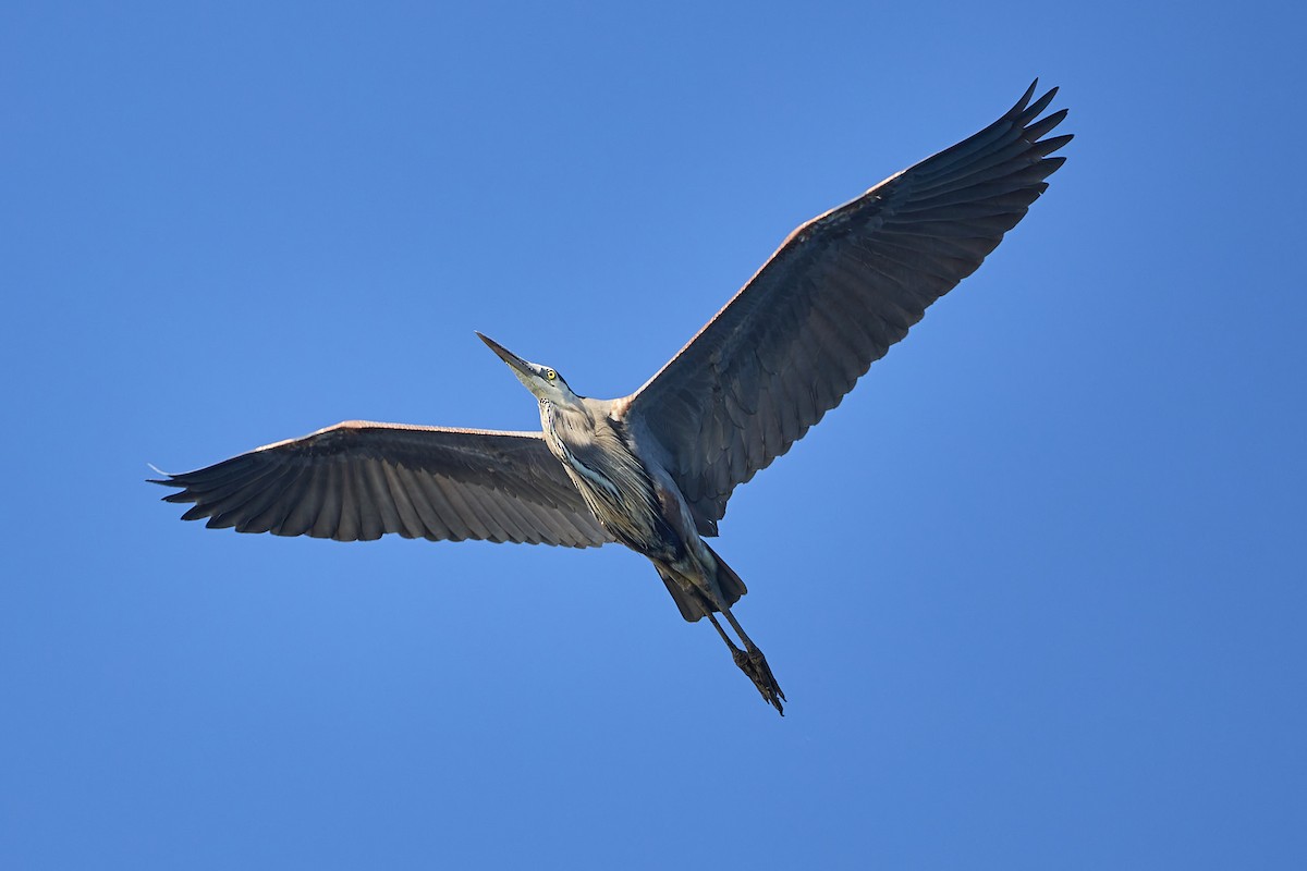 Great Blue Heron - Mark Stackhouse