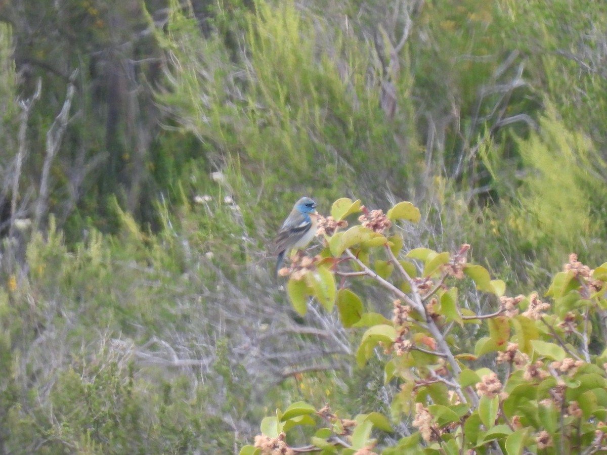 Lazuli Bunting - Martha Wild