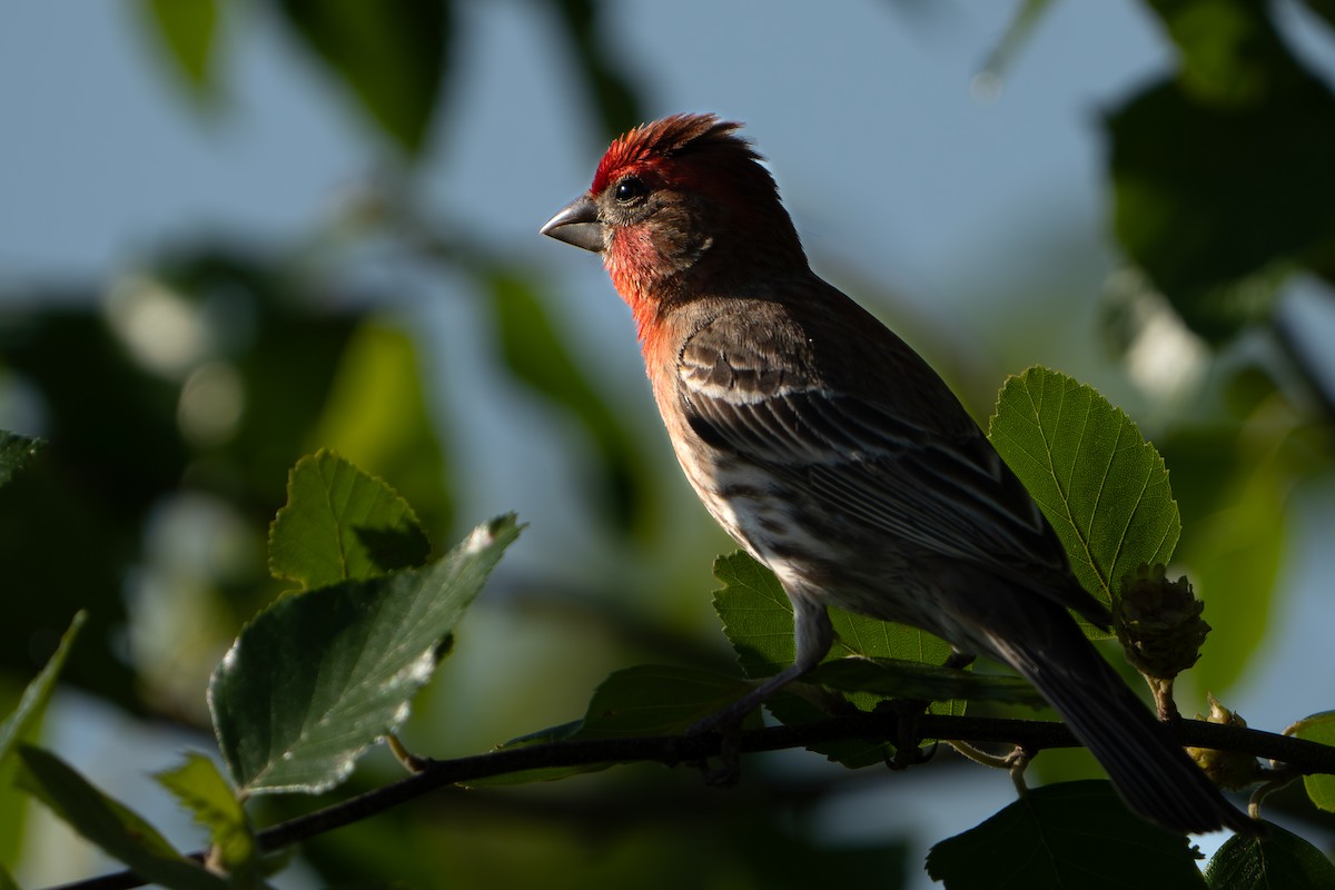 House Finch - Timothy Flynn