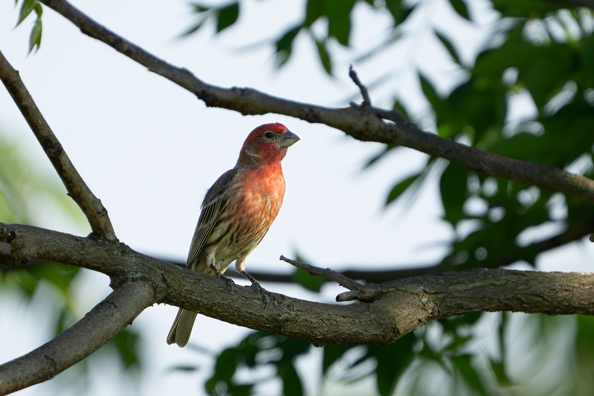 House Finch - Timothy Flynn