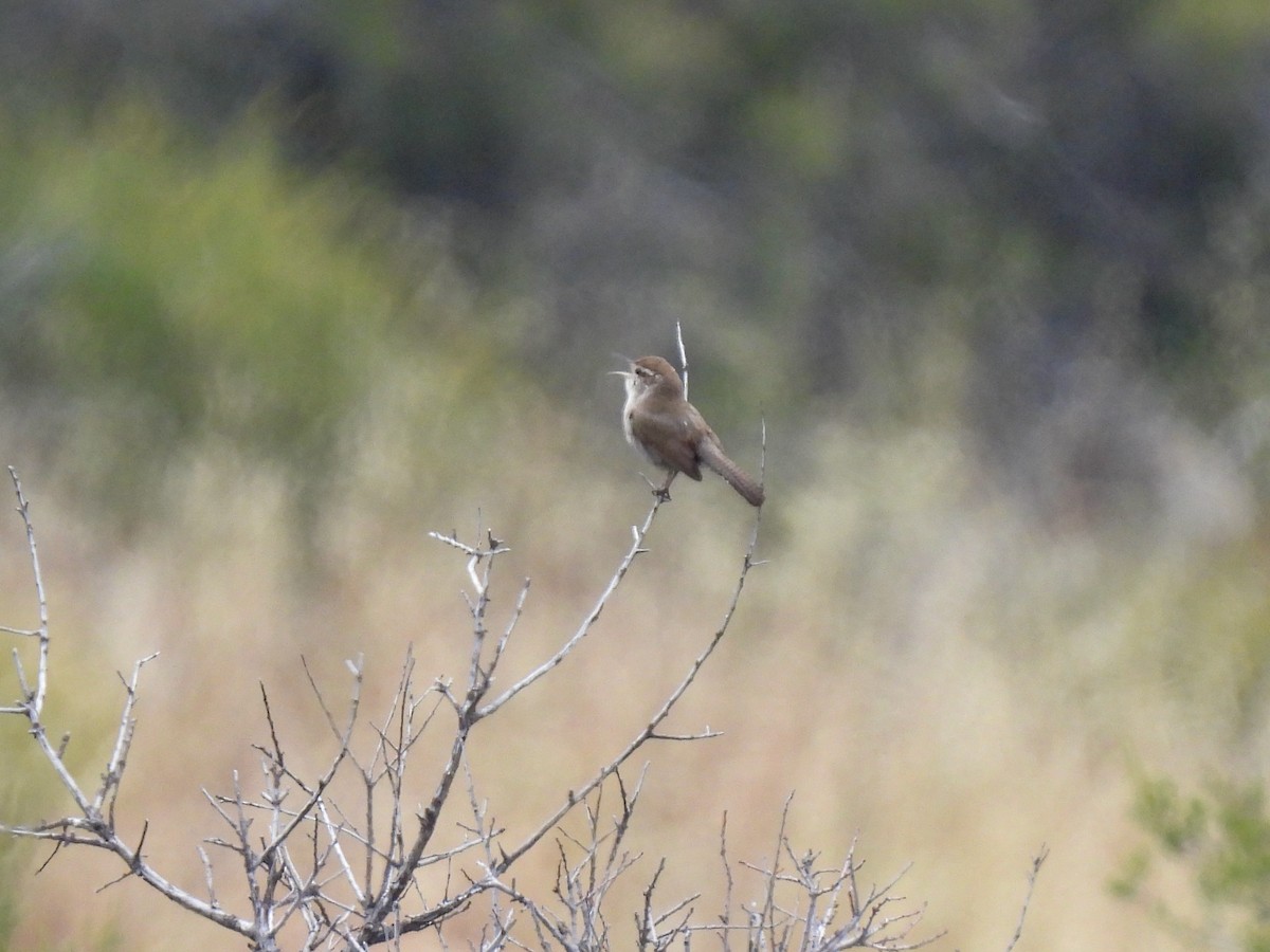 Bewick's Wren - Martha Wild