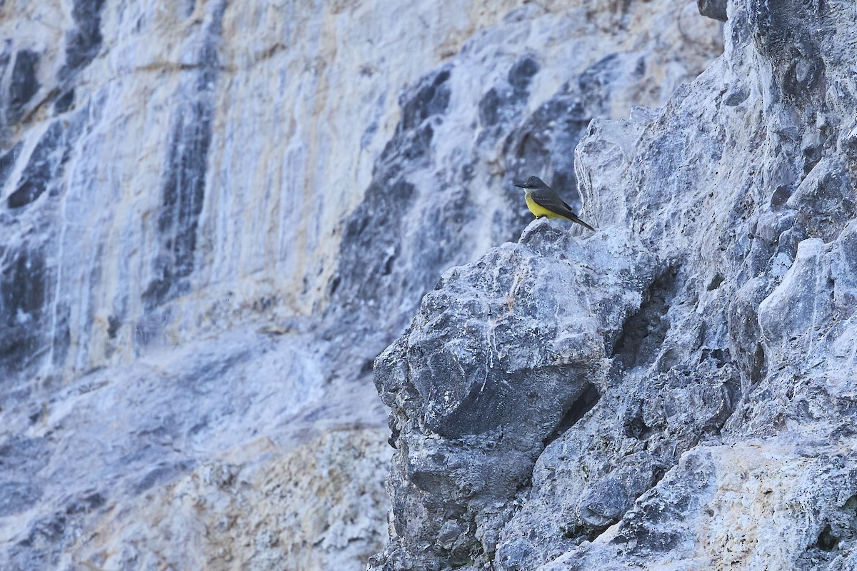 Tropical Kingbird - ML619551382