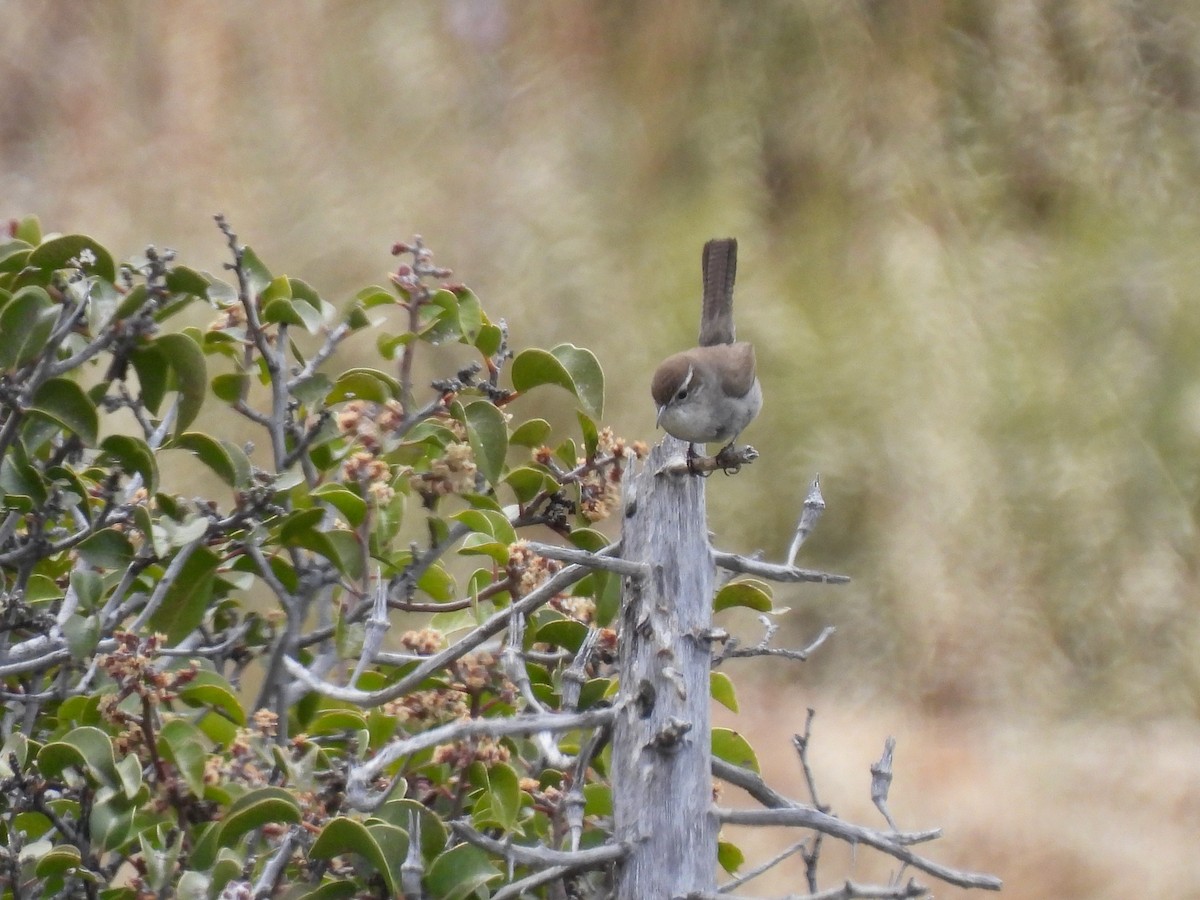 Bewick's Wren - ML619551383