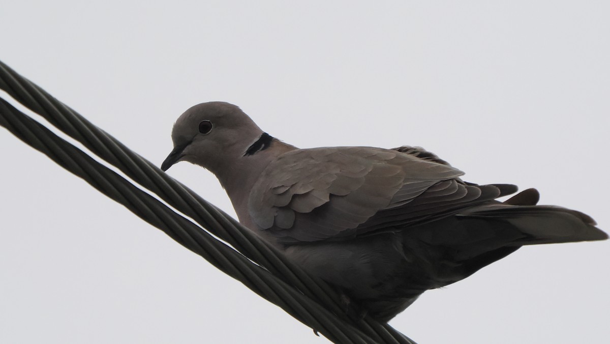 Eurasian Collared-Dove - Mike Grant