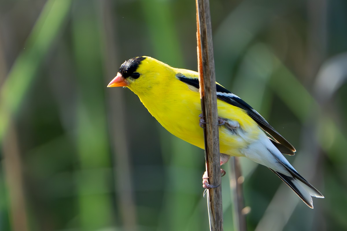 American Goldfinch - Timothy Flynn