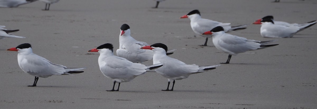 Caspian Tern - Dick Cartwright