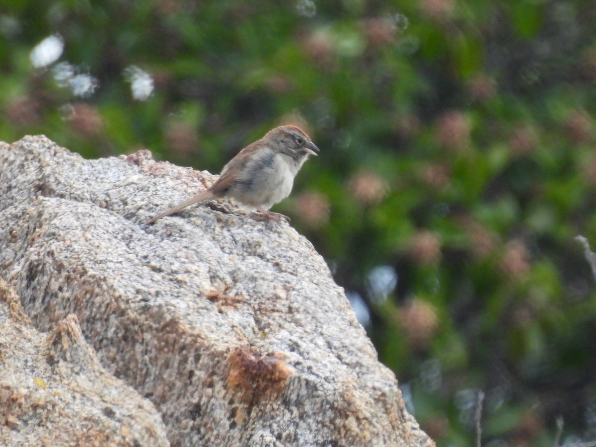 Rufous-crowned Sparrow - Martha Wild