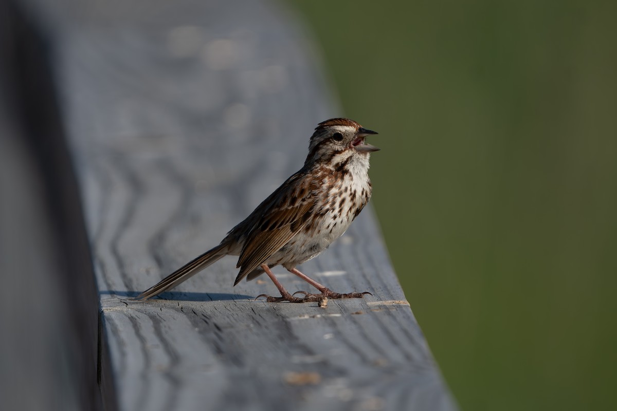 Song Sparrow - Timothy Flynn