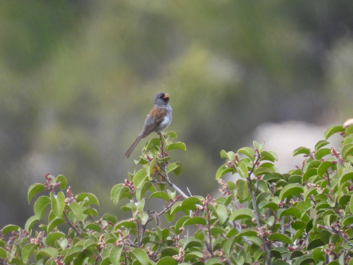 Black-chinned Sparrow - Martha Wild