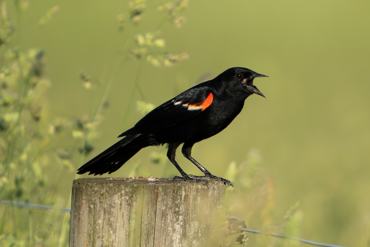 Red-winged Blackbird - Timothy Flynn