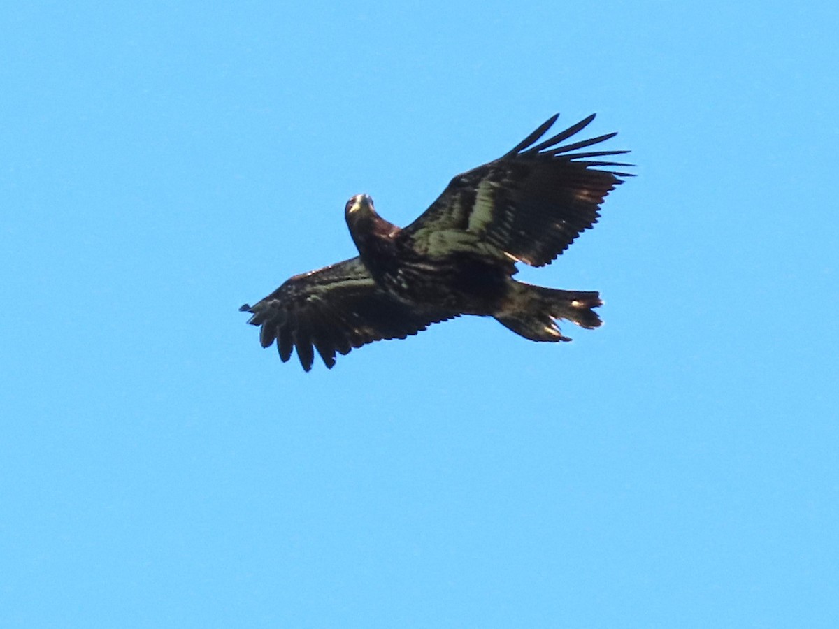 Bald Eagle - Joan Baker