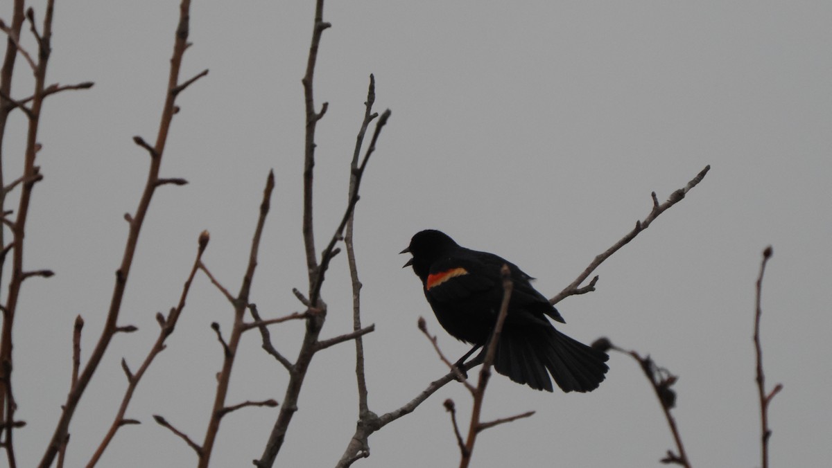 Red-winged Blackbird - Mike Grant