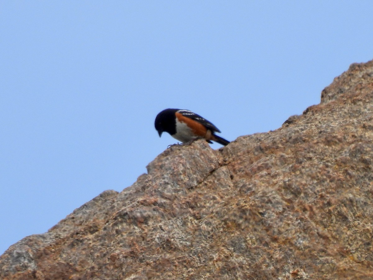 Spotted Towhee - Martha Wild