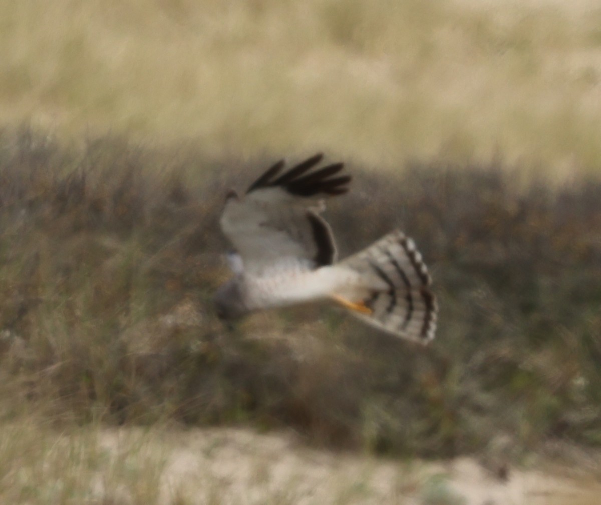 Northern Harrier - burton balkind