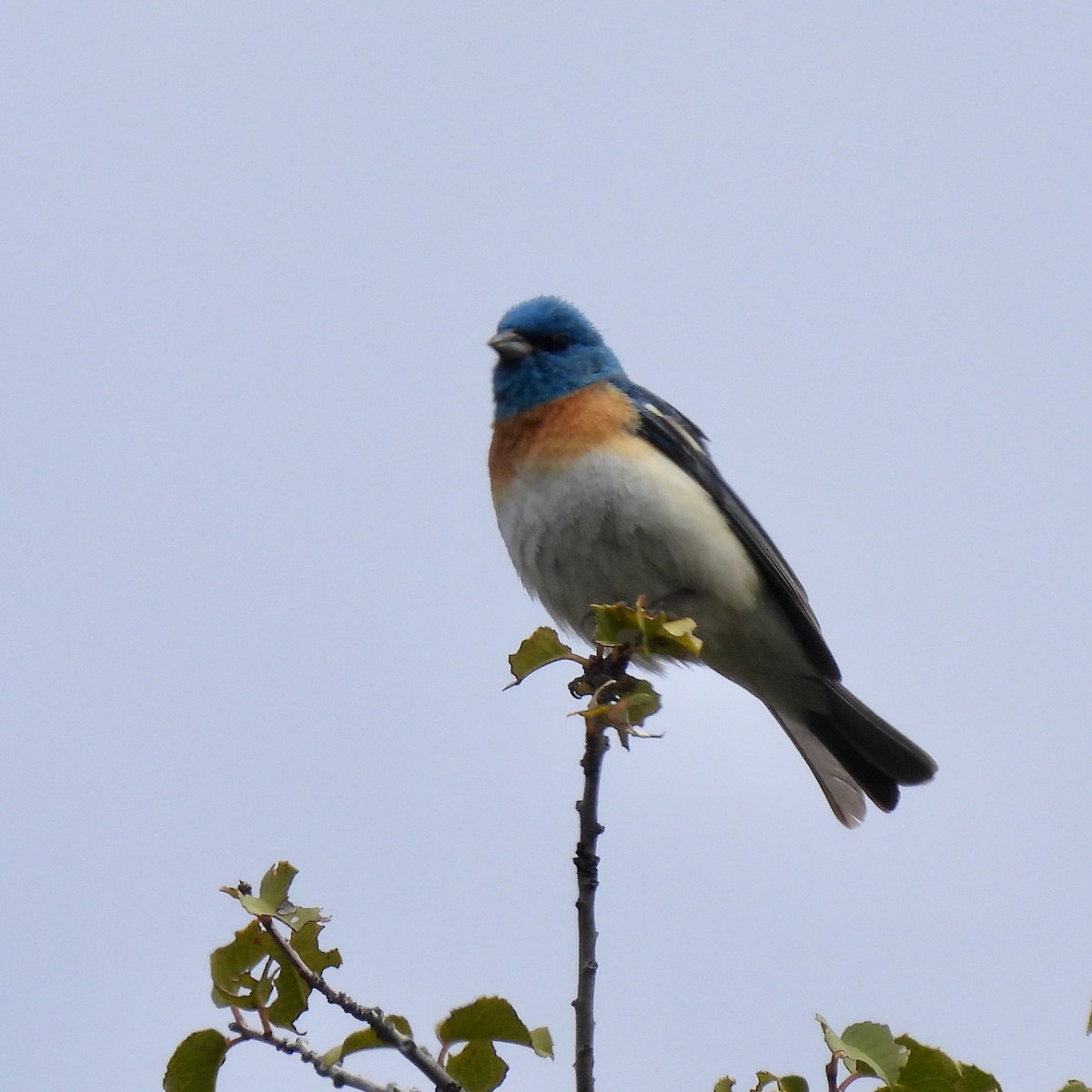 Lazuli Bunting - Martha Wild