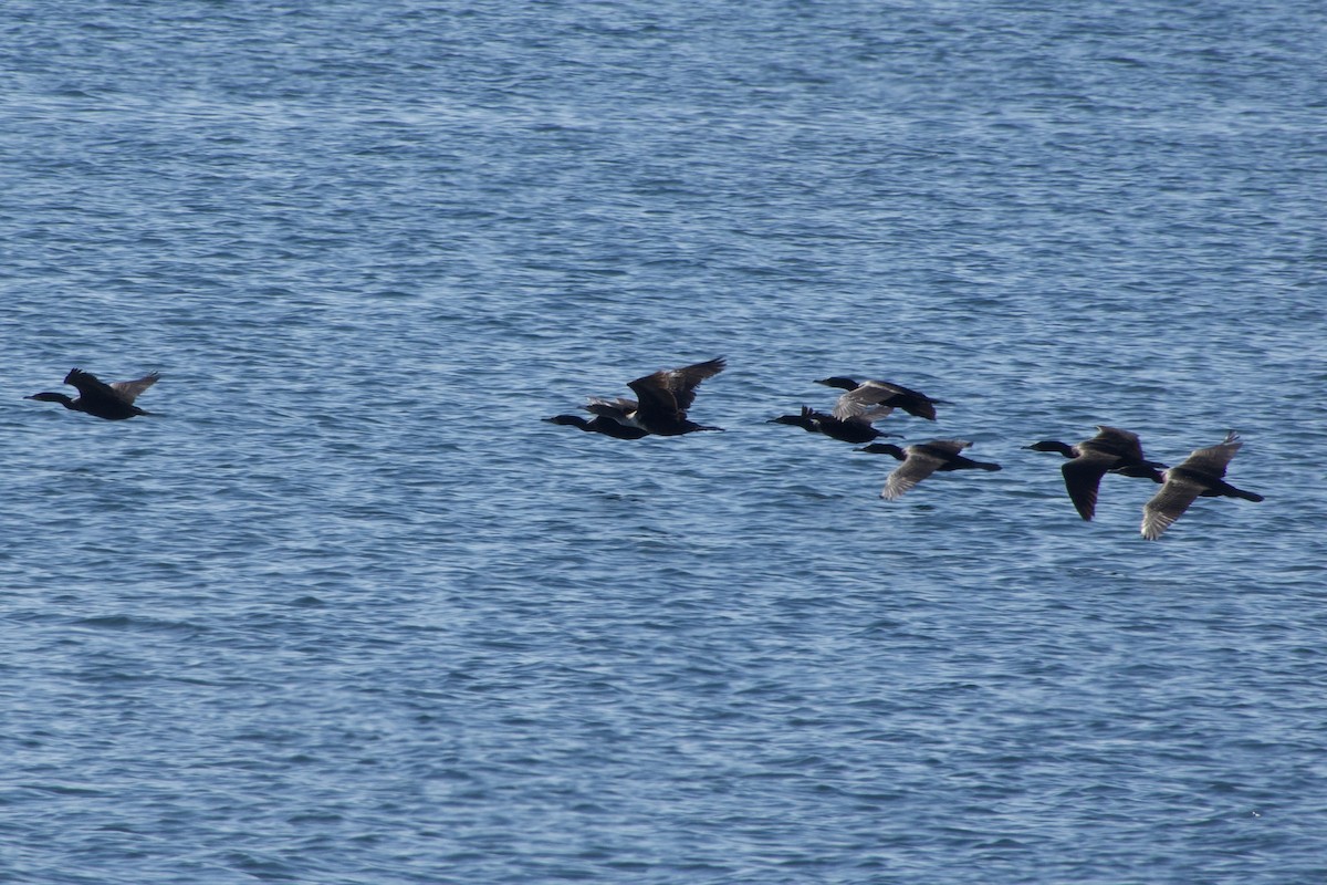 Double-crested Cormorant - Jerry Horak