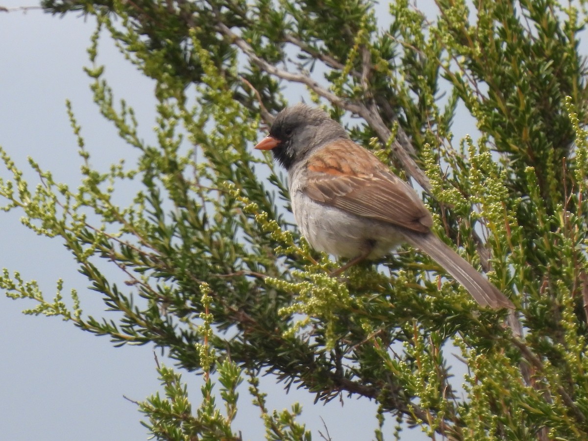 Black-chinned Sparrow - Martha Wild