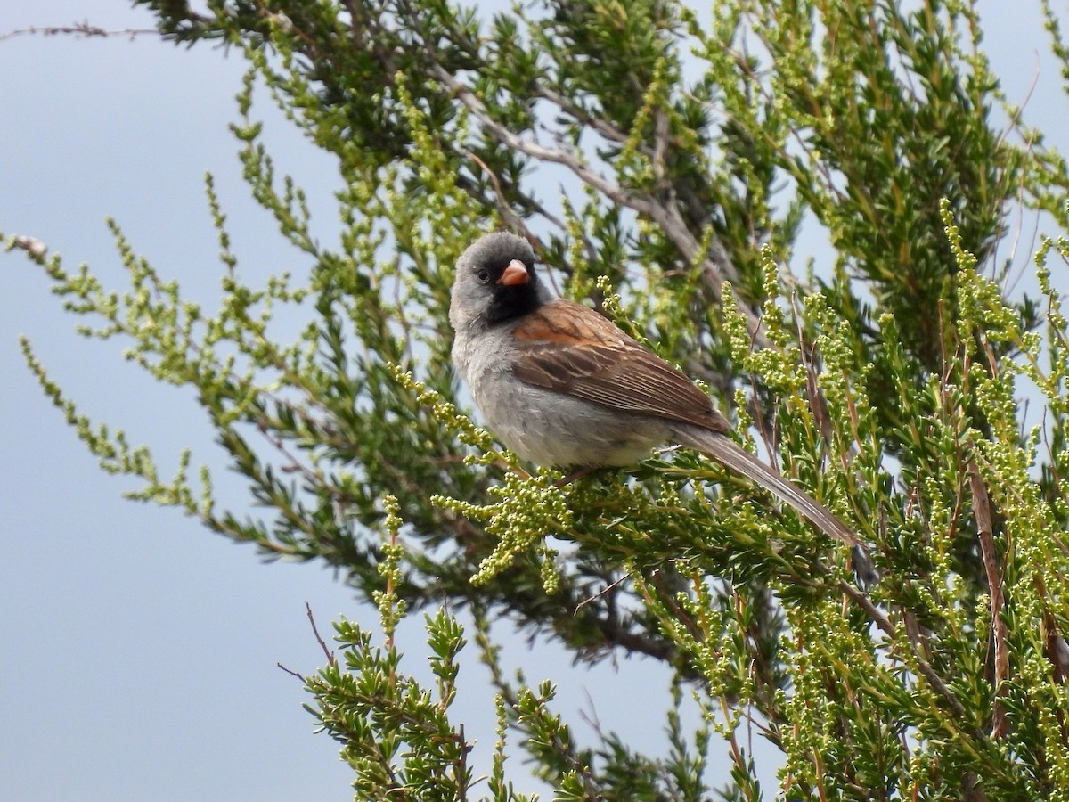 Black-chinned Sparrow - Martha Wild