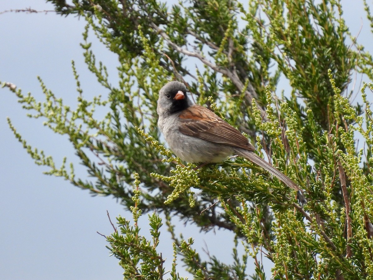 Black-chinned Sparrow - ML619551409