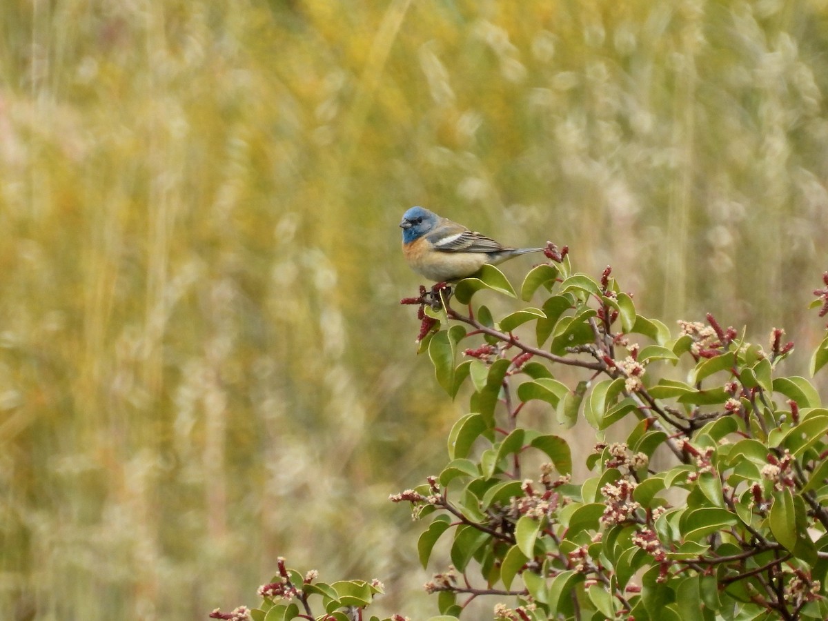 Lazuli Bunting - Martha Wild