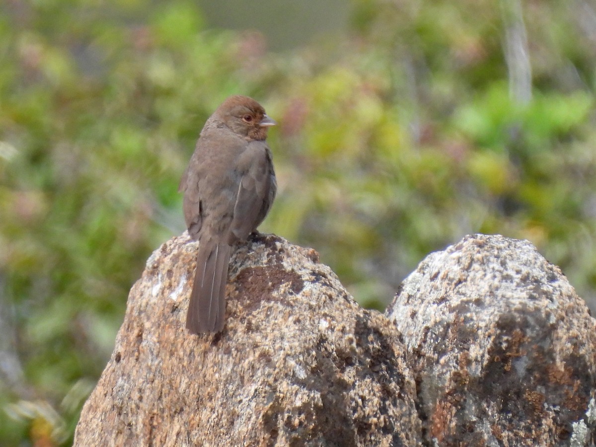 California Towhee - Martha Wild