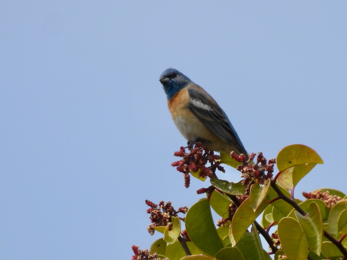 Lazuli Bunting - Martha Wild