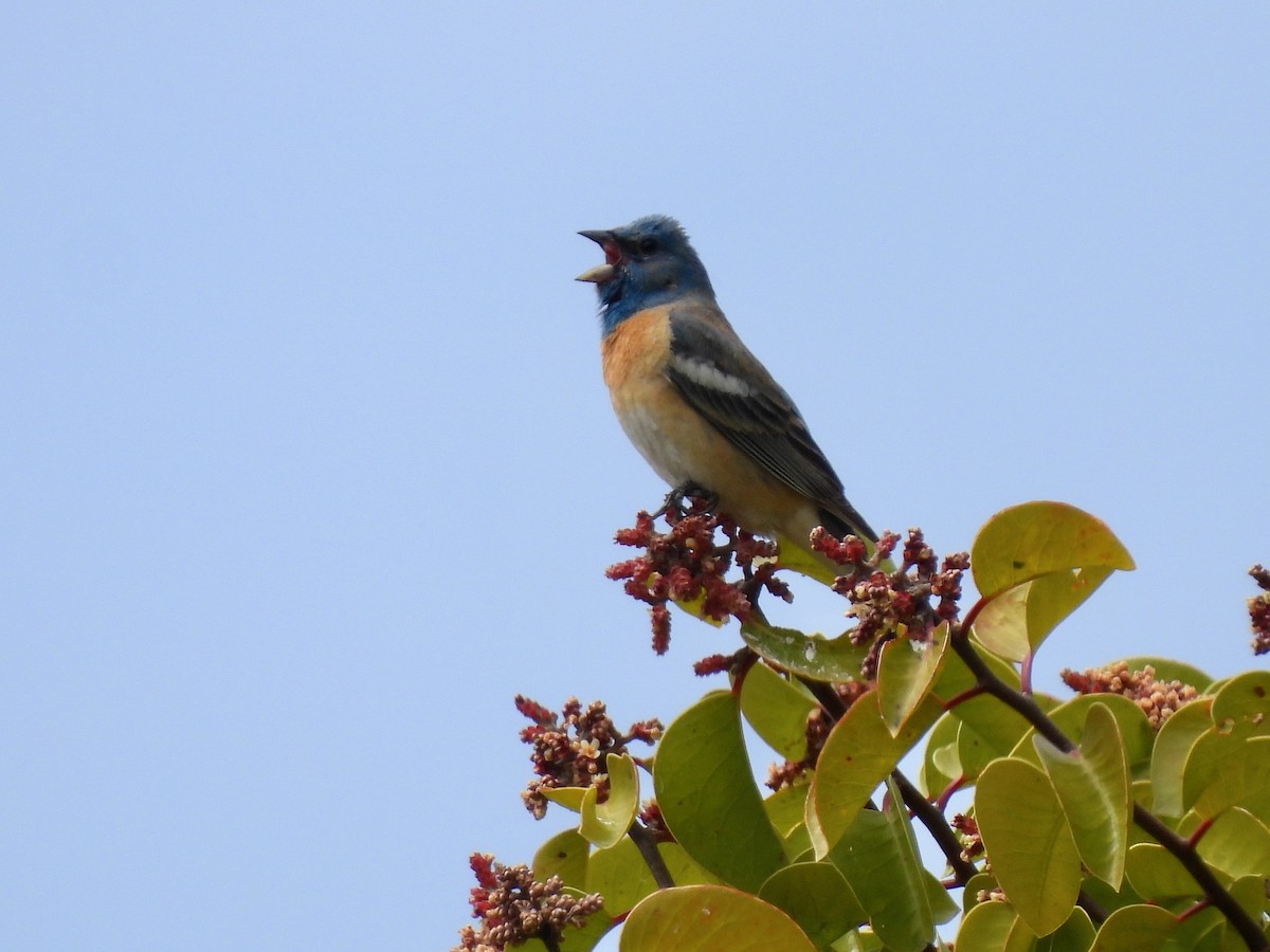 Lazuli Bunting - Martha Wild