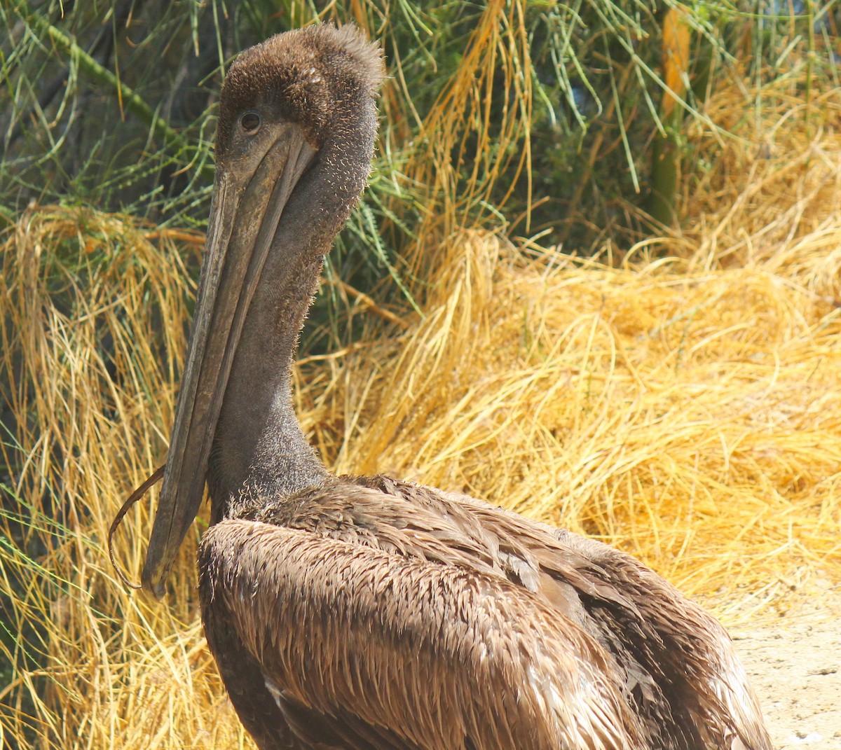 Brown Pelican - Zoe Diacou