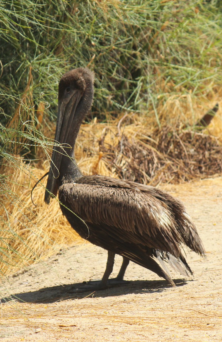 Brown Pelican - Zoe Diacou