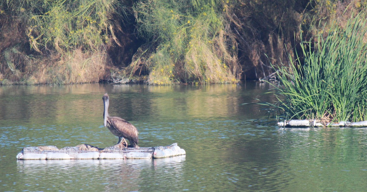 Brown Pelican - Zoe Diacou