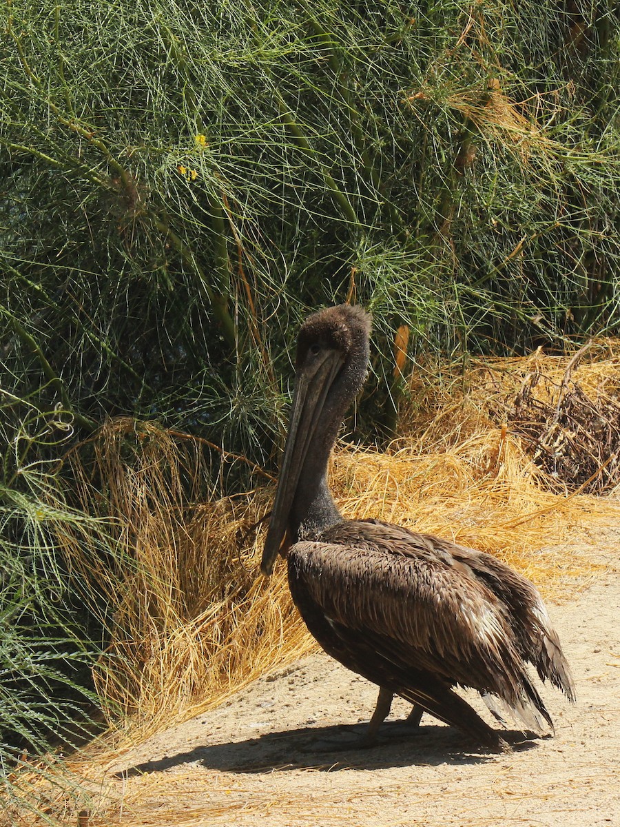 Brown Pelican - ML619551422