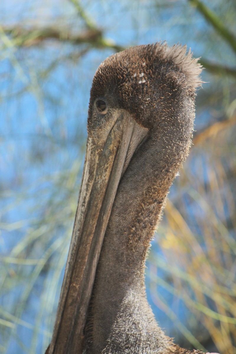 Brown Pelican - ML619551423