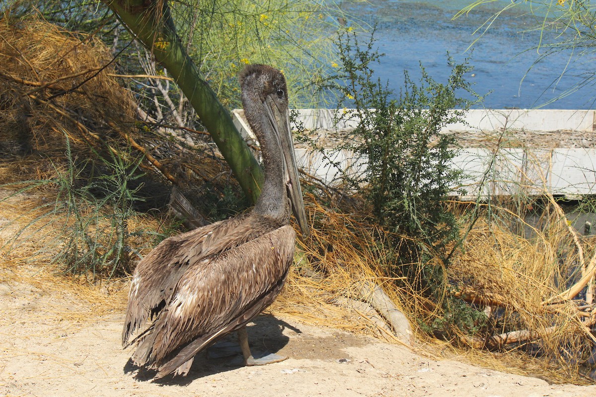 Brown Pelican - Zoe Diacou